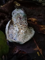 Hypomyces lateritius