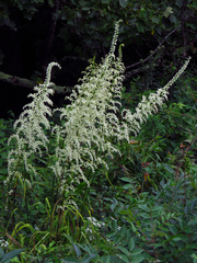 Stenanthium gramineum