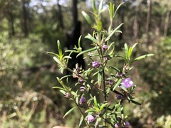 Westringia eremicola