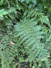 Polypodiopsida