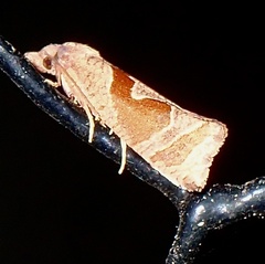 Pelochrista similiana