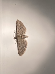 Eupithecia miserulata