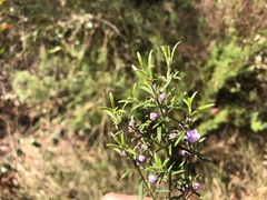 Westringia eremicola