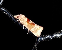 Pelochrista similiana