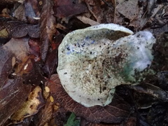 Hypomyces lateritius