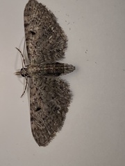 Eupithecia miserulata