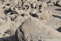 Microlophus
