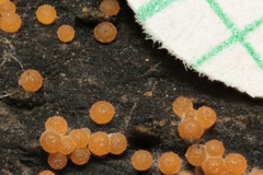 Hydropisphaera peziza