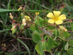 Oxalis