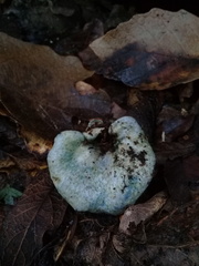 Hypomyces lateritius