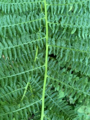 Polypodiopsida