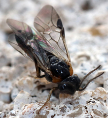 Schizocerella pilicornis