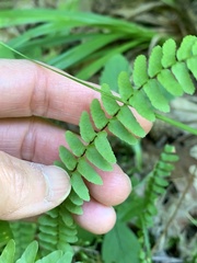 Asplenium platyneuron
