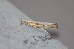 Pediasia trisecta