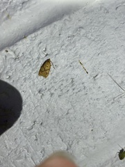 Sparganothis sulfureana