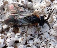Schizocerella pilicornis