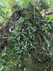Asplenium rhizophyllum