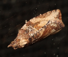 Epiphyas postvittana