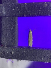 Homoeosoma electella