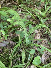 Asplenium platyneuron