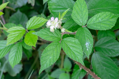 Rubus