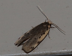 Hoplostega ochroma