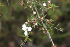 Leptospermum