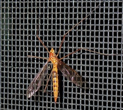 Nephrotoma ferruginea