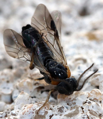 Schizocerella pilicornis