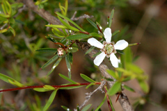 Leptospermum