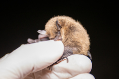 Myotis californicus