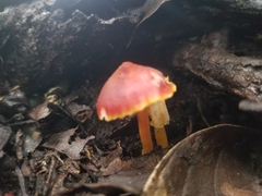 Hygrocybe miniata