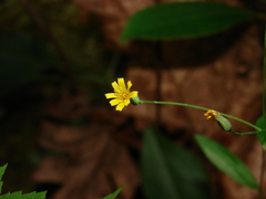 Hieracium paniculatum