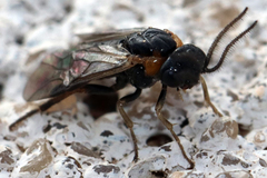 Schizocerella pilicornis