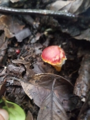 Hygrocybe miniata