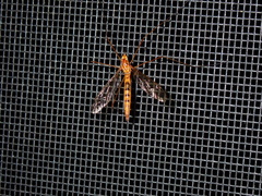 Nephrotoma ferruginea