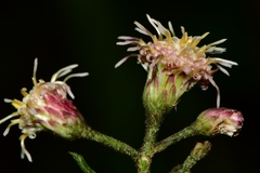 Baccharis multiflora