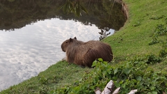 Hydrochoerus hydrochaeris