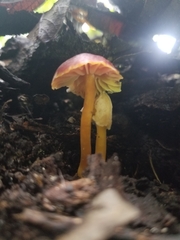 Hygrocybe miniata