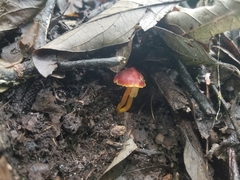 Hygrocybe miniata