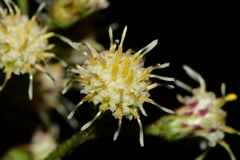 Baccharis multiflora