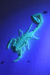 Centruroides vittatus