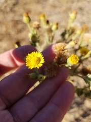Heterotheca grandiflora
