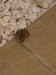 Lithobates sphenocephalus