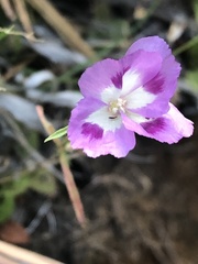 Clarkia
