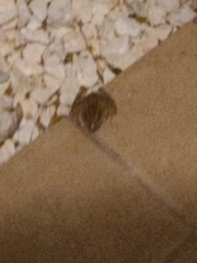 Lithobates sphenocephalus