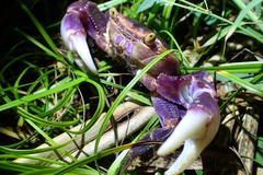 Geograpsus grayi