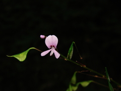 Hylodesmum nudiflorum