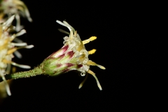 Baccharis multiflora