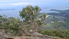 Eucalyptus globulus globulus